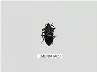 藏品(菲律賓產昆蟲)的圖片